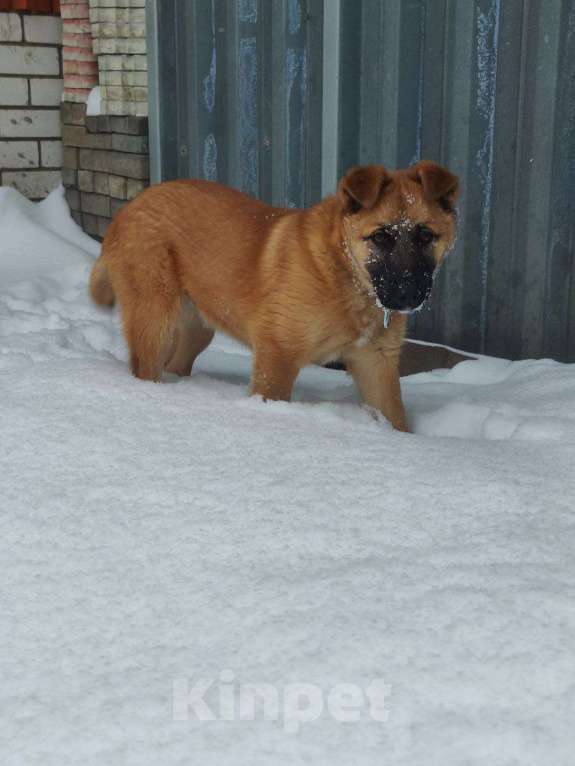 Собаки в Москве: Щенок Кефир ищет дом! Мальчик, Бесплатно - фото 2