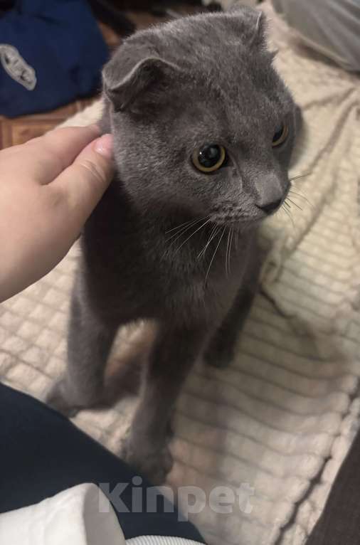 Кошки в Москве: Вислоухий шотландец ищет хозяев Мальчик, Бесплатно - фото 2