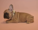 Собаки в Москве: Мальчик французского бульдога  Мальчик, 50 000 руб. - фото 5