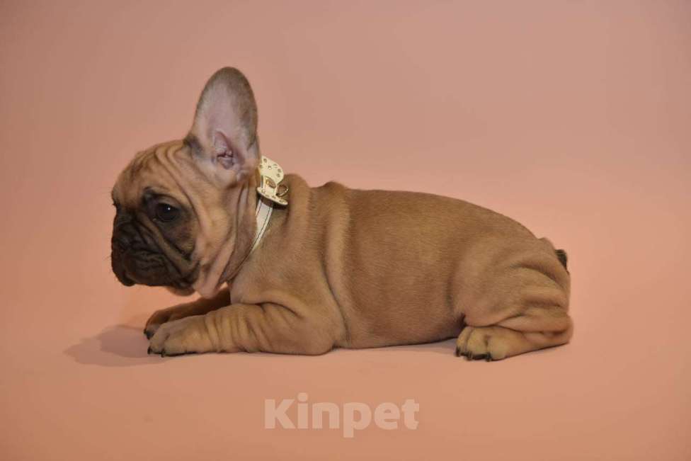Собаки в Москве: Мальчик французского бульдога  Мальчик, 50 000 руб. - фото 5