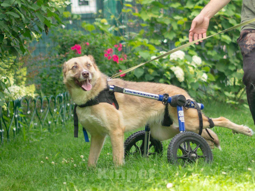 Собаки в Москве: Небольшая особенная собачка в поисках дома и семьи! Девочка, Бесплатно - фото 3