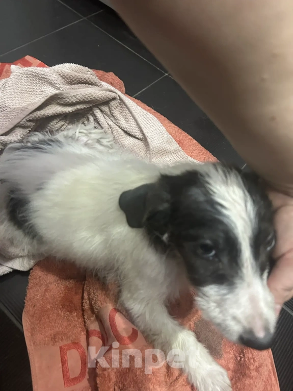 Собаки в Москве: Щенки ищут дом! Девочка, Бесплатно - фото 10