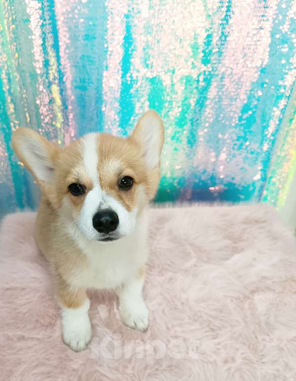 Собаки в Минеральном Воде: Щенок корги Мальчик, 40 000 руб. - фото 4
