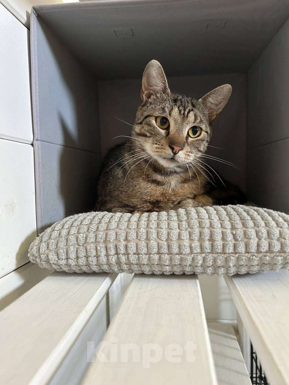 Кошки в Москве: Котик Марс ищет дом Мальчик, Бесплатно - фото 6