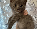 Кошки в Якутске: Котёнок Мальчик, Бесплатно - фото 2