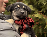 Собаки в Москве: Красивые щенки 2 мес в дар! Дайте шанс стать домашними! Девочка, Бесплатно - фото 7