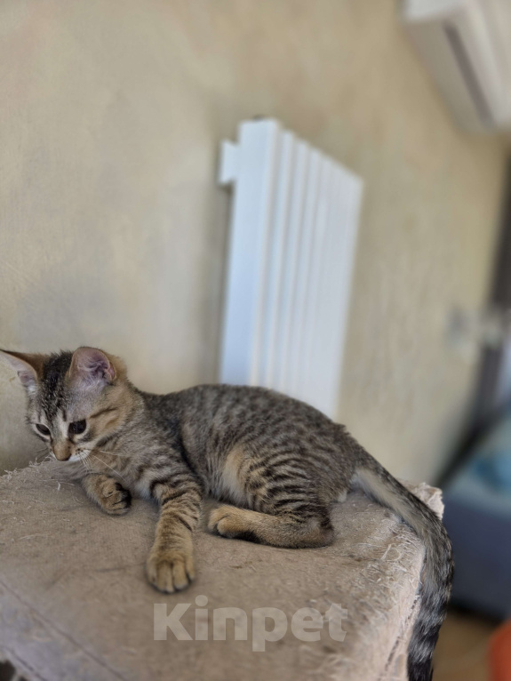 Кошки в Москве: Котенок Тимоша Мальчик, Бесплатно - фото 9