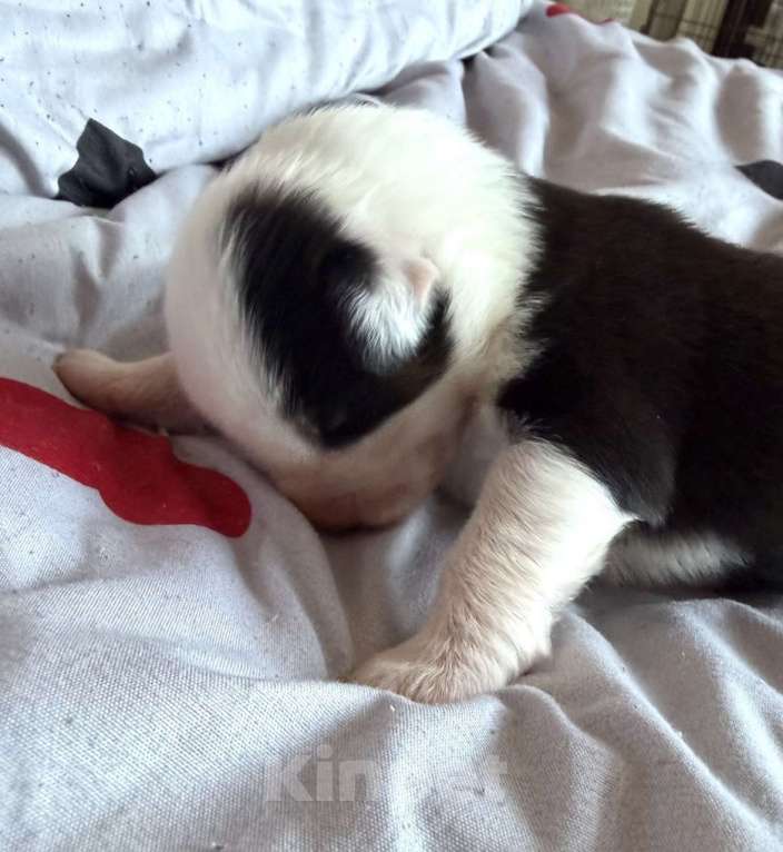 Собаки в других городах Новосибирской области: Щенки австралийской овчарки Мальчик, Бесплатно - фото 10