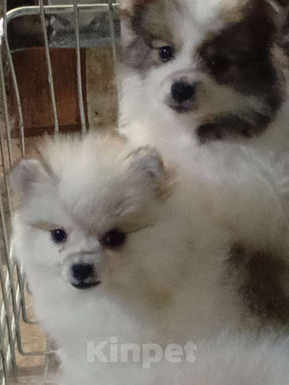 Собаки в Воронеже: Минимишшки Разнополые, 10 000 руб. - фото 4