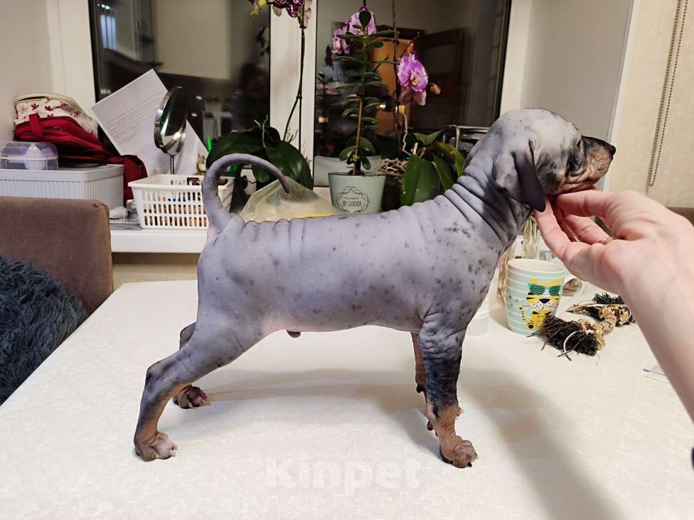 Собаки в Нижнем Новгороде: Щенки Американский голый терьер Разнополые, Бесплатно - фото 9