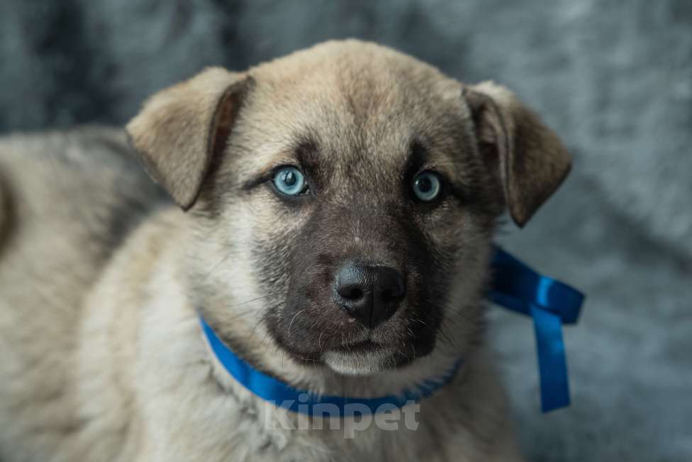 Собаки в Подольске: Атаману нужен дом  Мальчик, Бесплатно - фото 1