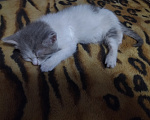 Кошки в Алексеевке: Котенок в добрые руки Девочка, Бесплатно - фото 2