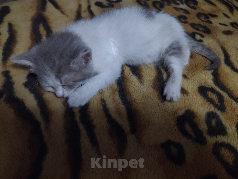 Кошки в Алексеевке: Котенок в добрые руки Девочка, Бесплатно - фото 2