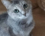Кошки в Саратове: Потерялась кошка! Девочка, Бесплатно - фото 1