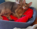 Кошки в Теберде: Вязка, 1 руб. - фото 9