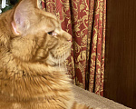 Кошки в Рыбном: Рыжий мейн-кун, 40 000 руб. - фото 5