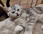Кошки в Мичуринске: Шотландский котик с документами, 15 000 руб. - фото 3