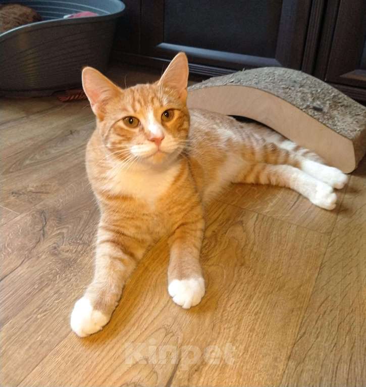 Кошки в Санкт-Петербурге: Котик Пряник в добрые руки Мальчик, Бесплатно - фото 6