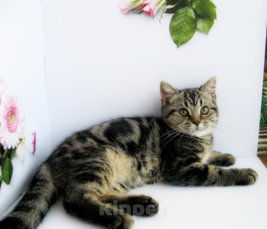 Кошки в Ставрополе: Котята породы шотландские Мальчик, 10 000 руб. - фото 10