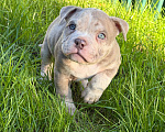 Собаки в других городах Московской области: Девочка AMERICAN BULLY 🔥🔥🔥 Девочка, 120 000 руб. - фото 4