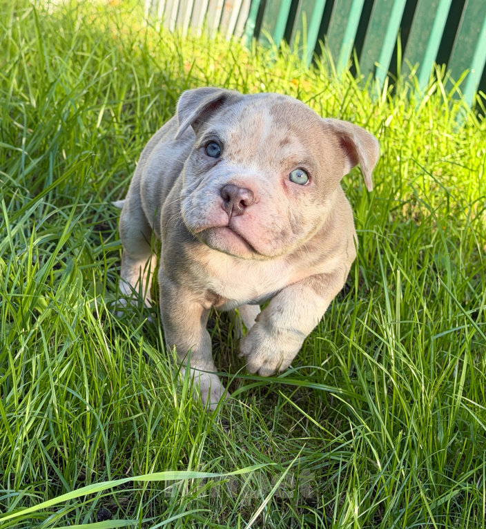 Собаки в других городах Московской области: Девочка AMERICAN BULLY 🔥🔥🔥 Девочка, 120 000 руб. - фото 4