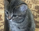 Кошки в Пензе: Шикарные котята дворянской породы. Мальчик, Бесплатно - фото 4