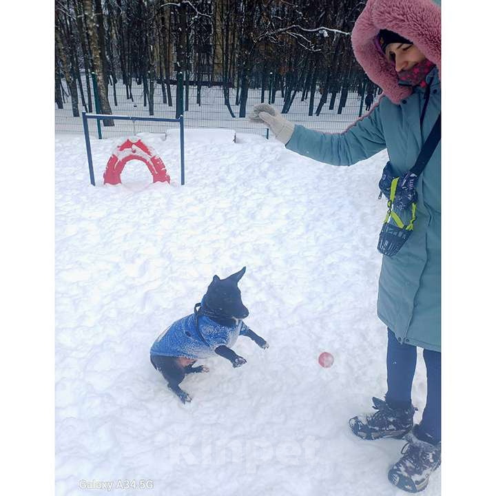 Собаки в Москве: Нежный брутал ГРОМ ищет семью Мальчик, 10 руб. - фото 6