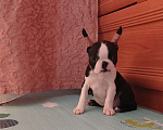 Собаки в Санкт-Петербурге: Бостон -терьер,девочка Девочка, 80 000 руб. - фото 2