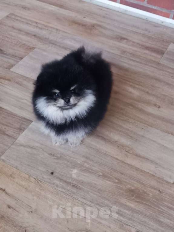 Собаки в Санкт-Петербурге: Померанский шпиц Девочка, 40 000 руб. - фото 2