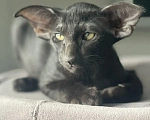Кошки в Челябинске: Ориентальные котята Мальчик, Бесплатно - фото 2