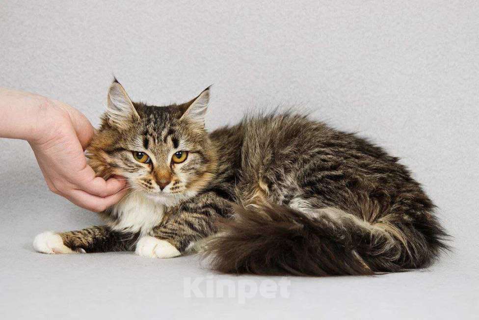 Кошки в Москве: Пушистая Бурка, кошка вашей мечты, у нас. Ждет вас. Девочка, Бесплатно - фото 6