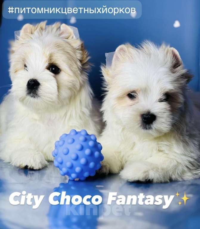 Собаки в Котельнике: Бело золотые йорки Голд Берри  Мальчик, 45 000 руб. - фото 3