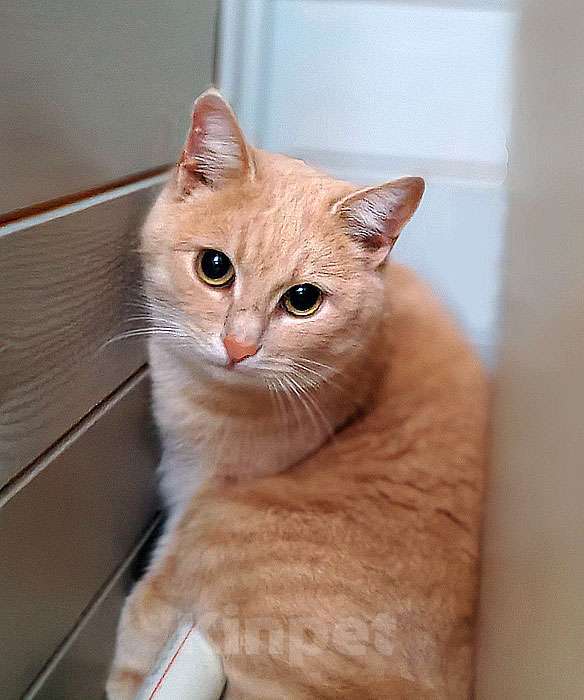 Кошки в Москве: Ищет дом кот Персик — ласковый, спокойный, домашний Мальчик, 10 руб. - фото 4