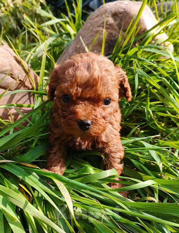 Собаки в Москве: Девочка Тедди пудель Китай. Девочка, 300 000 руб. - фото 7