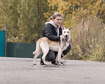 Собаки в Москве: Метис инуита в добрые руки Девочка, Бесплатно - фото 5