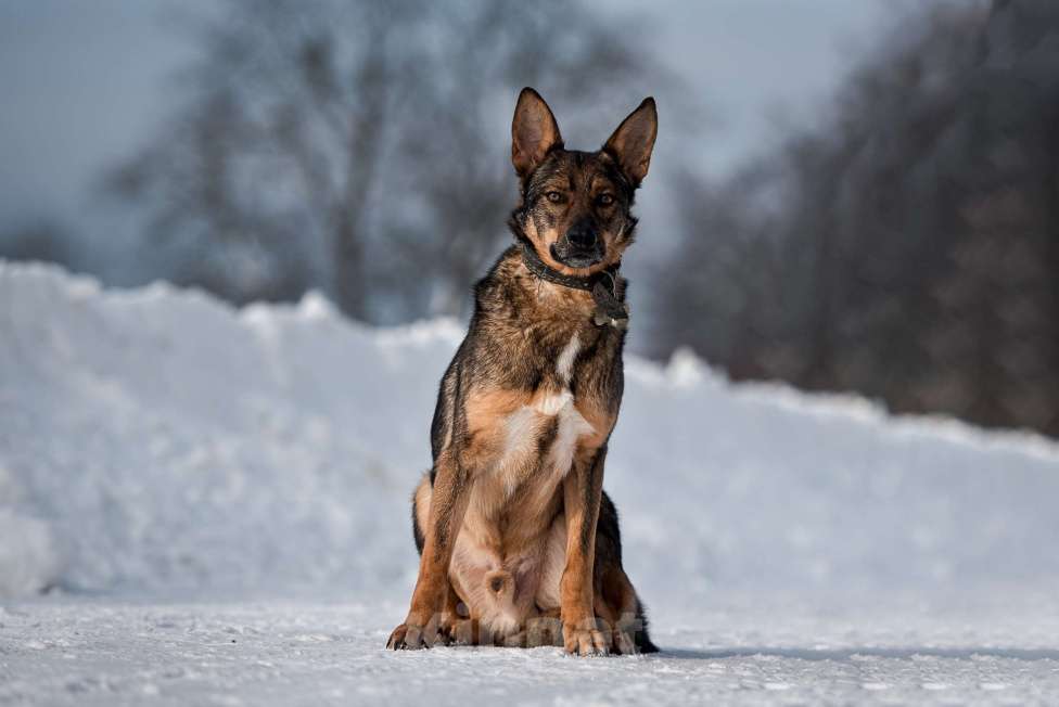 Собаки в Сергиеве Посаде: Скромный Рон, метис овчарки ищет дом  Мальчик, 10 руб. - фото 6