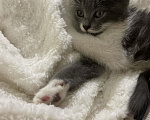 Кошки в Краснодаре: Котенок в добрые руки Девочка, Бесплатно - фото 2