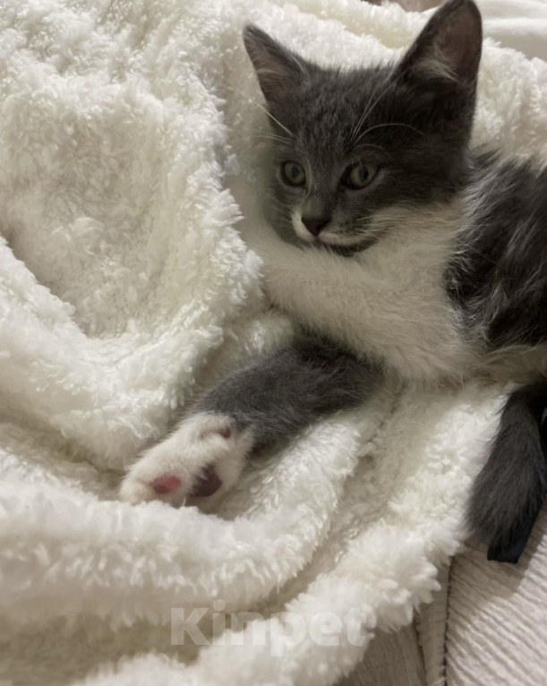Кошки в Краснодаре: Котенок в добрые руки Девочка, Бесплатно - фото 2