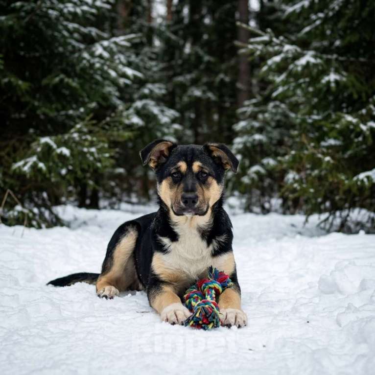 Собаки в Москве: щенок Ника в добрые руки Девочка, Бесплатно - фото 4