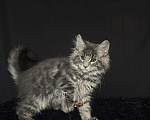 Кошки в Москве: Мейн-кун котенок Мальчик, Бесплатно - фото 2