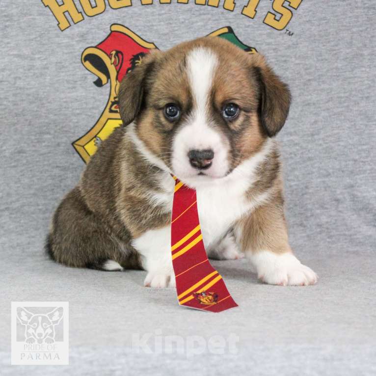 Собаки в Перми: Вельш корги кардиган (мальчишка) Мальчик, 55 000 руб. - фото 4