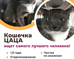 Кошки в Москве: Кошечка Цаца ищет самого лучшего хозяина! Девочка, Бесплатно - фото 1