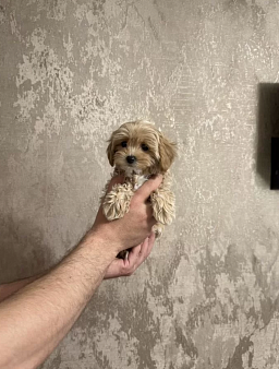 Мальчик мальтипу