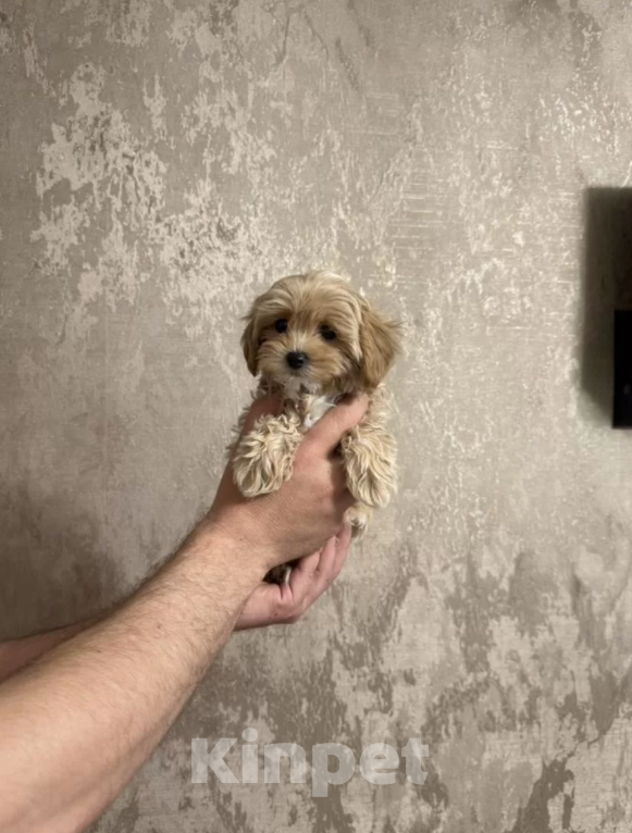 Собаки в Москве: Мальчик мальтипу Мальчик, 55 000 руб. - фото 1