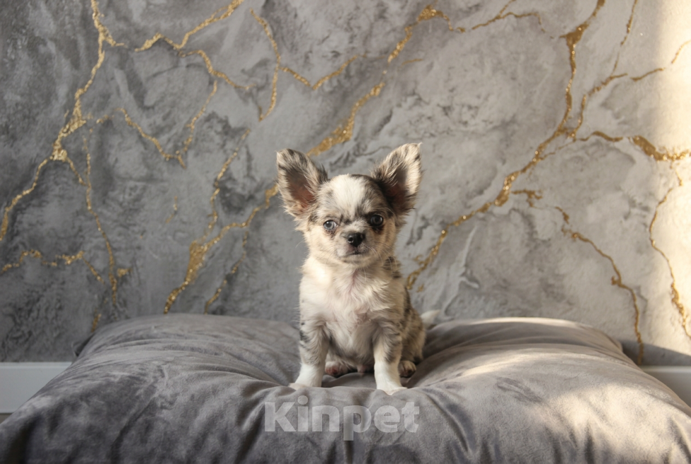 Собаки в Саратове: Мальчик чихуахуа Мальчик, 50 000 руб. - фото 1