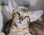 Кошки в других городах Самарской области: Мраморный котик Мальчик, Бесплатно - фото 1