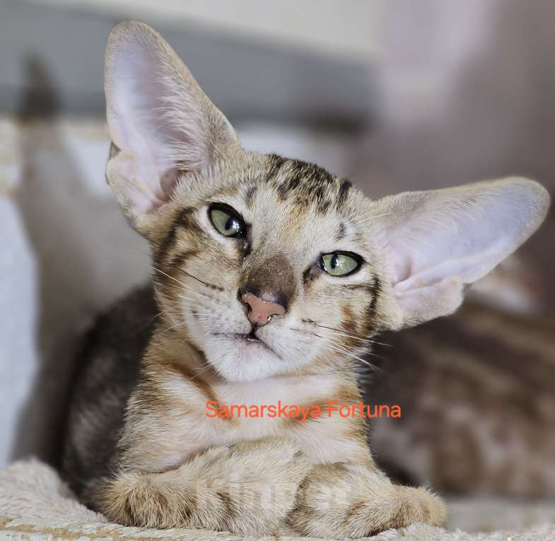 Кошки в других городах Самарской области: Мраморный котик Мальчик, Бесплатно - фото 1
