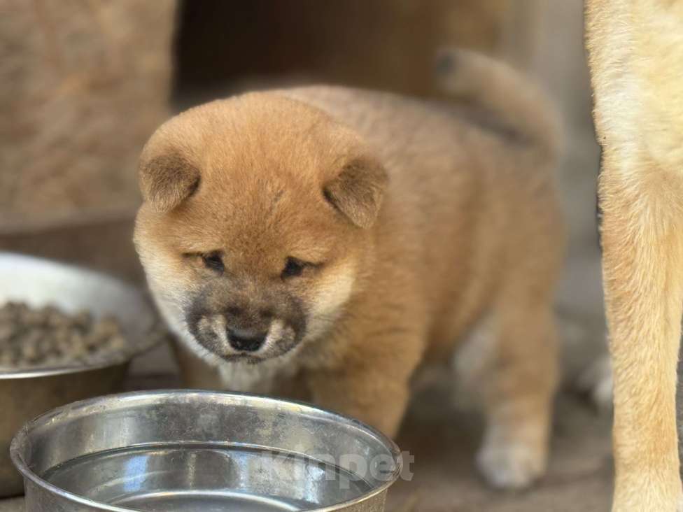 Собаки в Балашихе: Мальчик сиба Мальчик, 50 000 руб. - фото 2