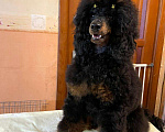 Собаки в Москве: Пудель миниатюрный черно-подпалого окраса кобель Мальчик, Бесплатно - фото 1