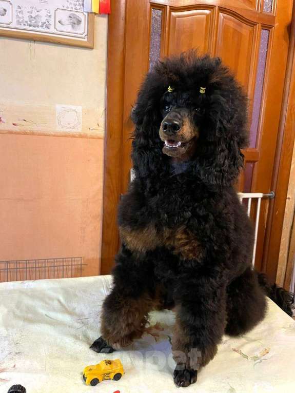Собаки в Москве: Пудель миниатюрный черно-подпалого окраса кобель Мальчик, Бесплатно - фото 1